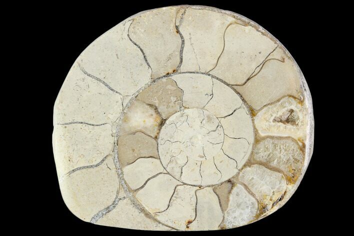 Polished Ammonite (Hildoceras) Fossil - England #103980